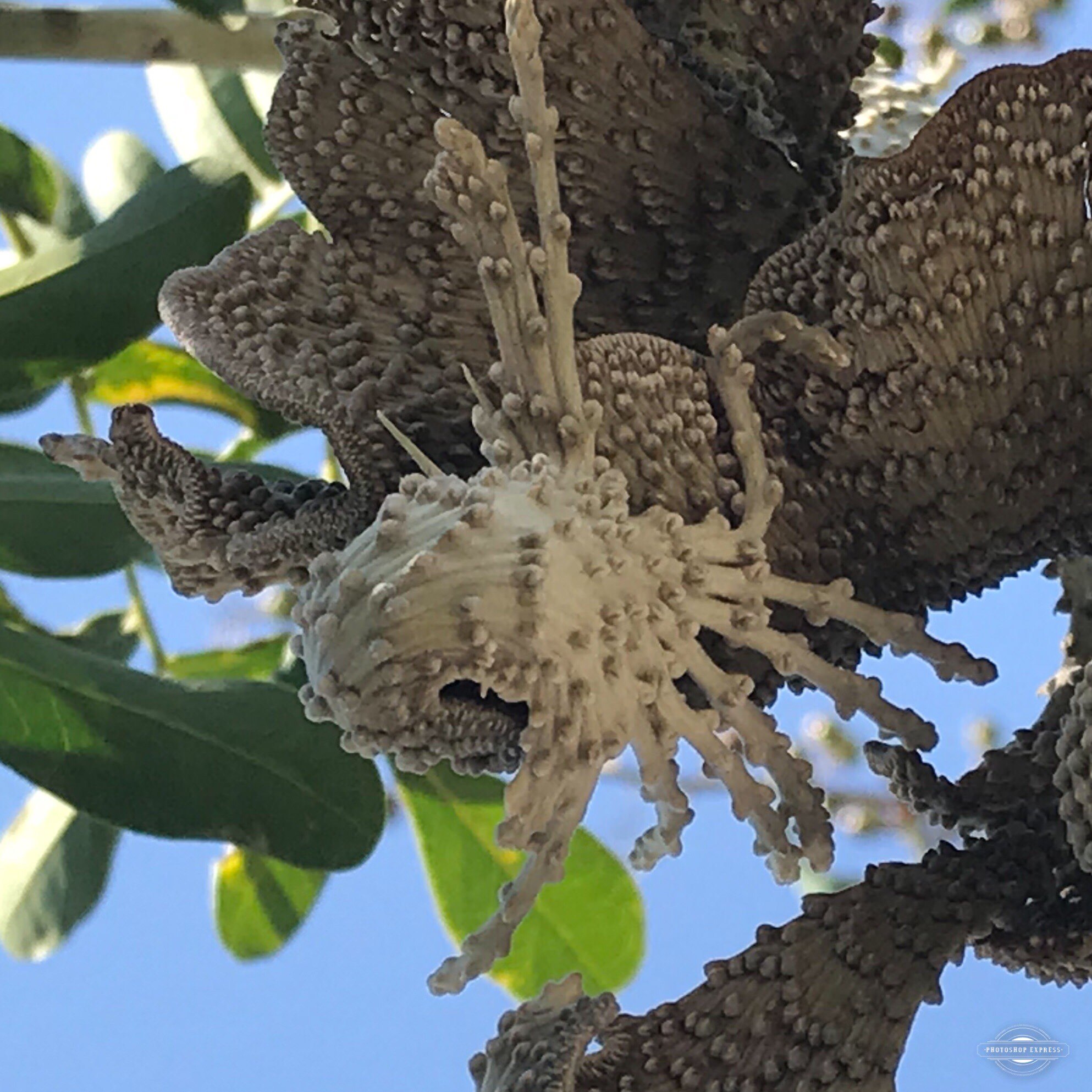 Sophora secundiflora